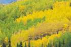 USA-Alaska-Chugach National Forest Aspens in autumn Art Print